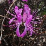 Rhododendron canadense 花
