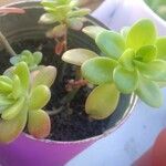 Sedum kimnachii List