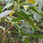 Nectandra angustifolia Квітка