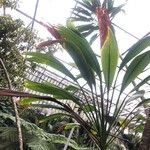 Cordyline mauritiana Hoja