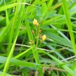 Hypericum pulchrumFlower