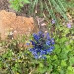 Allium caeruleum Blomma