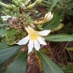 Scaevola montana Blüte