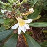 Scaevola montana Flower