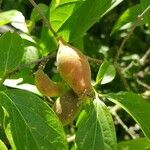 Chimonanthus praecox Fruit