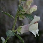 Antirrhinum sempervirens Other