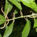 Acalypha apodanthes Лист