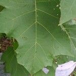 Solanum stramoniifolium Lehti