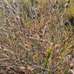 Gutenbergia rueppellii Fruto