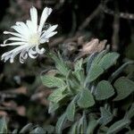 Commidendrum rugosum Квітка