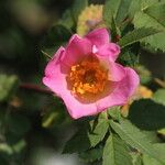 Rosa sherardii Flower