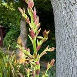 Beschorneria yuccoides Květ