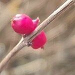 Symphoricarpos orbiculatus Fruto