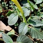 Datura inoxia Leaf