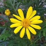 Euryops pectinatus Floro