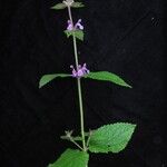 Stachys rigida Habitat