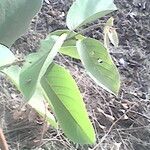 Combretum paniculatum Leaf