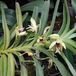 Vanda cristata Ліст