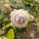 Rosa lucieae Cvet