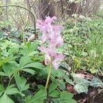 Corydalis cavaKwiat