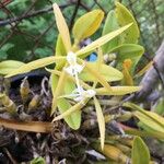 Epidendrum ciliare Floare