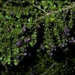 Rhaphithamnus spinosus Fruto