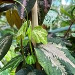Passiflora trifasciata Leaf