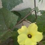 Abelmoschus manihot Kwiat