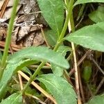 Veronica fruticans Foglia