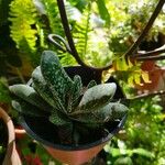 Gasteria pillansiiLeht