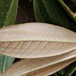 Rhododendron insigne Leaf