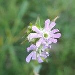Silene apetala Fula