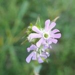 Silene apetala Blomst