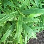Sasaella ramosa Leaf