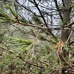 Pinus monticola পাতা