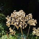 Angelica atropurpurea Λουλούδι