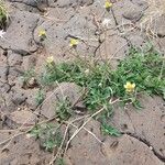 Tridax procumbens Облик