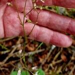 Saxifraga umbrosa Froito