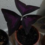 Oxalis triangularisLeaf