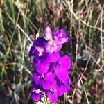 Delphinium orientale Kvet