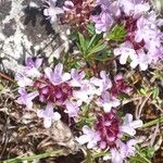 Thymus dolomiticus फूल