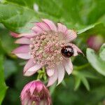 Astrantia major फूल