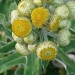 Helichrysum foetidum Плод