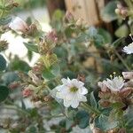 Mirabilis laevis عادت داشتن