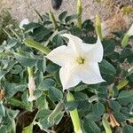 Datura inoxia Kwiat
