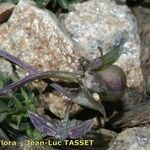 Viola crassiuscula Fruit