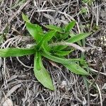 Plantago atrata Leaf