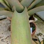 Aechmea aquilega Leaf