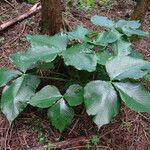 Arisaema ringens List