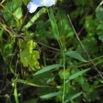 Linum usitatissimum Habitus